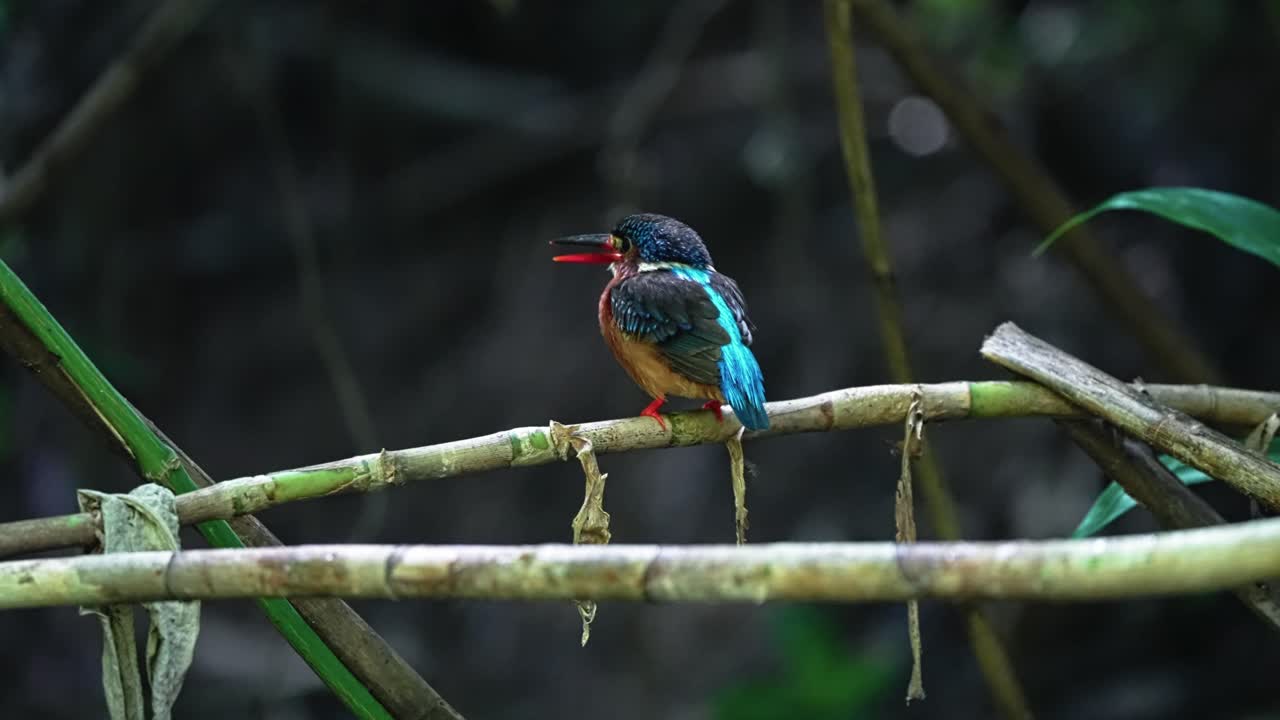 Blue-eared Kingfisher Shaking Its Head While On The Plant Stem. - closeup shot