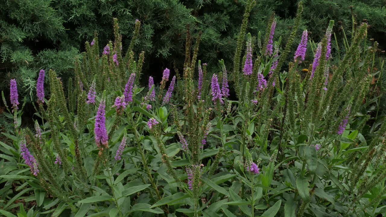Lavender flowers and bees
