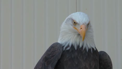 águilas calvas americanas son criadas en cautiverio