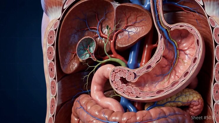Clinical 3D Visualization Of Human Organ Anatomy With Detailed Internal Tissue Structure Layers Peeling Back In A Clean Medical Render