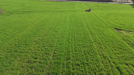 flying over a field sown with green wheat