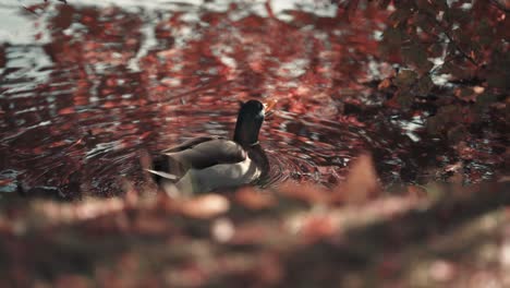 a close-up of a male mallard duck in the water near the bank