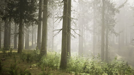 foggy forest landscape with tall trees and lush greenery in early morning