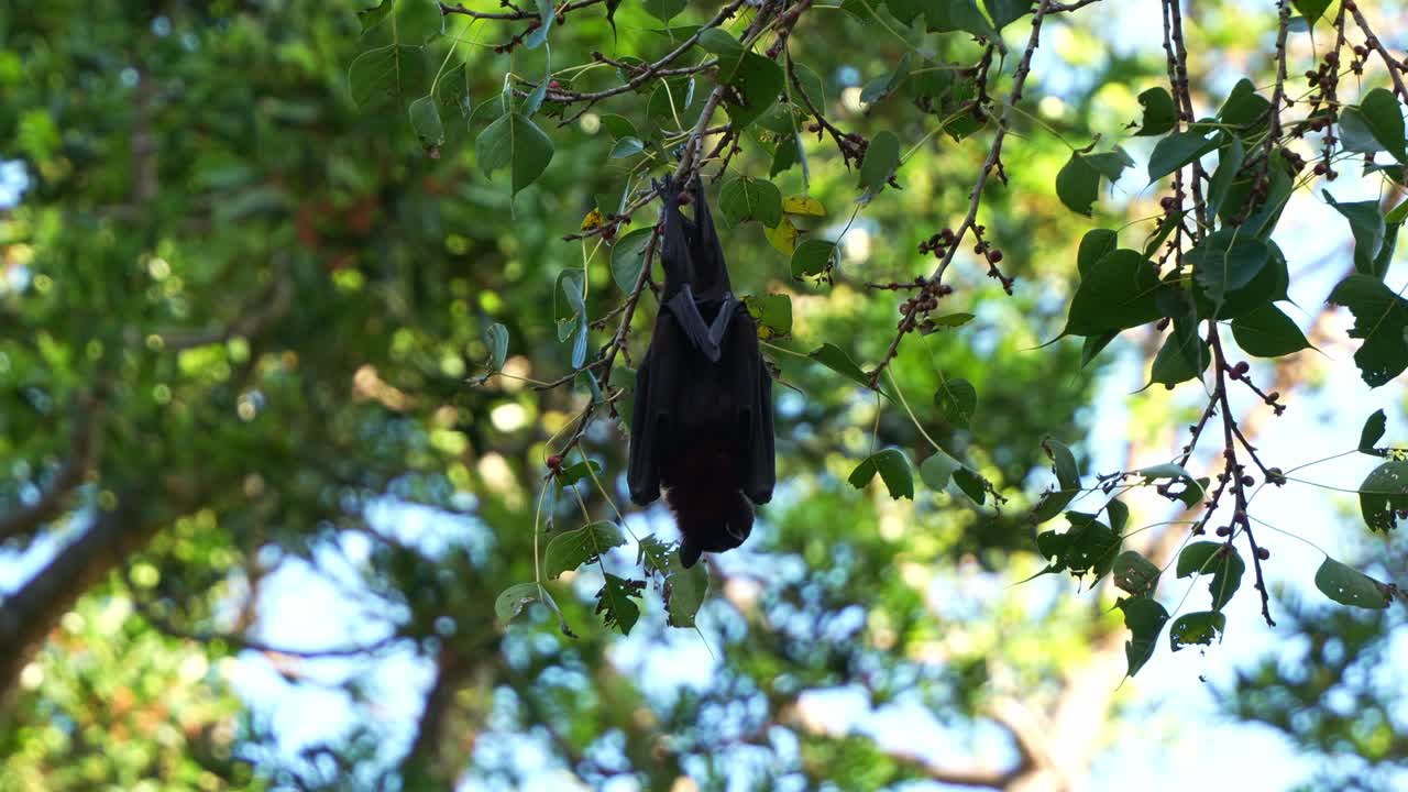 un zorro volador negro salvaje cuelga de una rama de árbol en medio de un follaje verde exuberante, alimentándose de las frutas, disparado de cerca