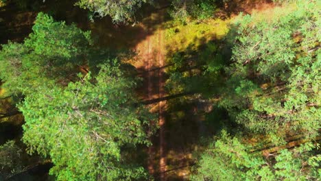 there is a pathway in the middle of the forest, drone shot topdown, camera pans in front