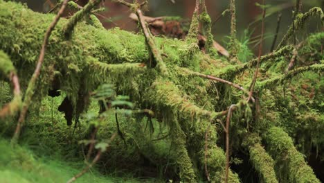 a tangle of roots and branches covered with a thick layer of moss on the forest floor