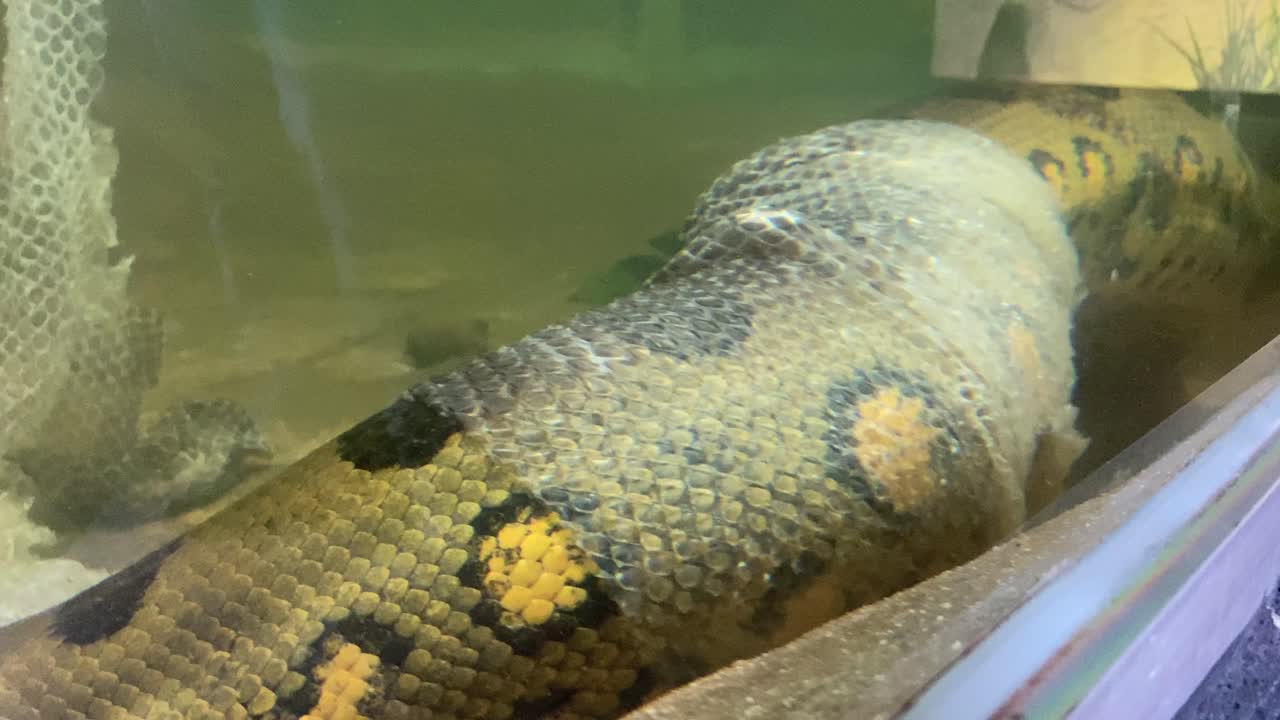 Close up of large anaconda molting inside a glazed zoo enclosure