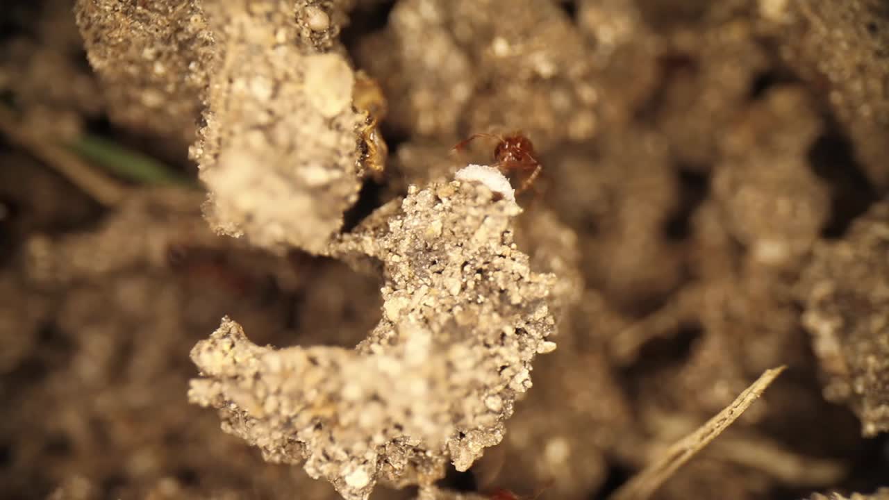 Top down view top of a disturbed fire ant mound. White bug on side of dirt won't move as several ants trying to pry it from its spot - get it to leave.