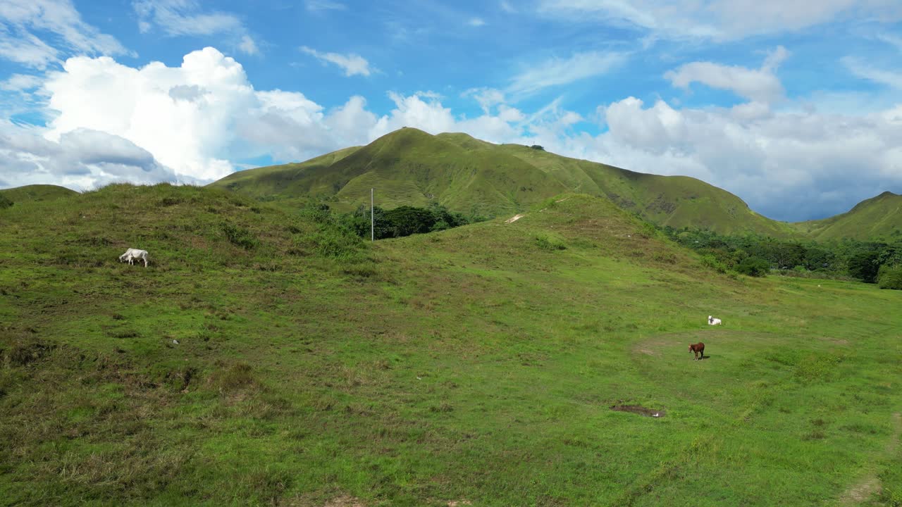 Immagine aerea distante di terreni agricoli a Bagabag con mucche sparse al pascolo vicino a un sentiero erboso tortuoso. Bagabag, Nueva Vizcaya, Filippine
