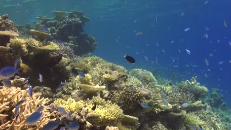 arrecife de coral en las maldivas con corales de mesa y corales duros