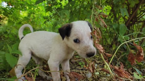 homeless puppies on the streets of the city.