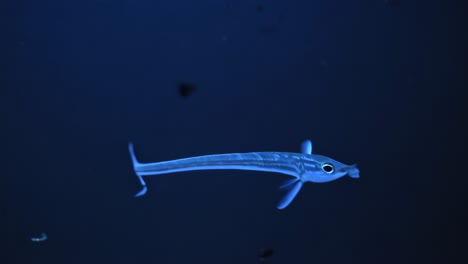 slender blue fish swimming in dark water