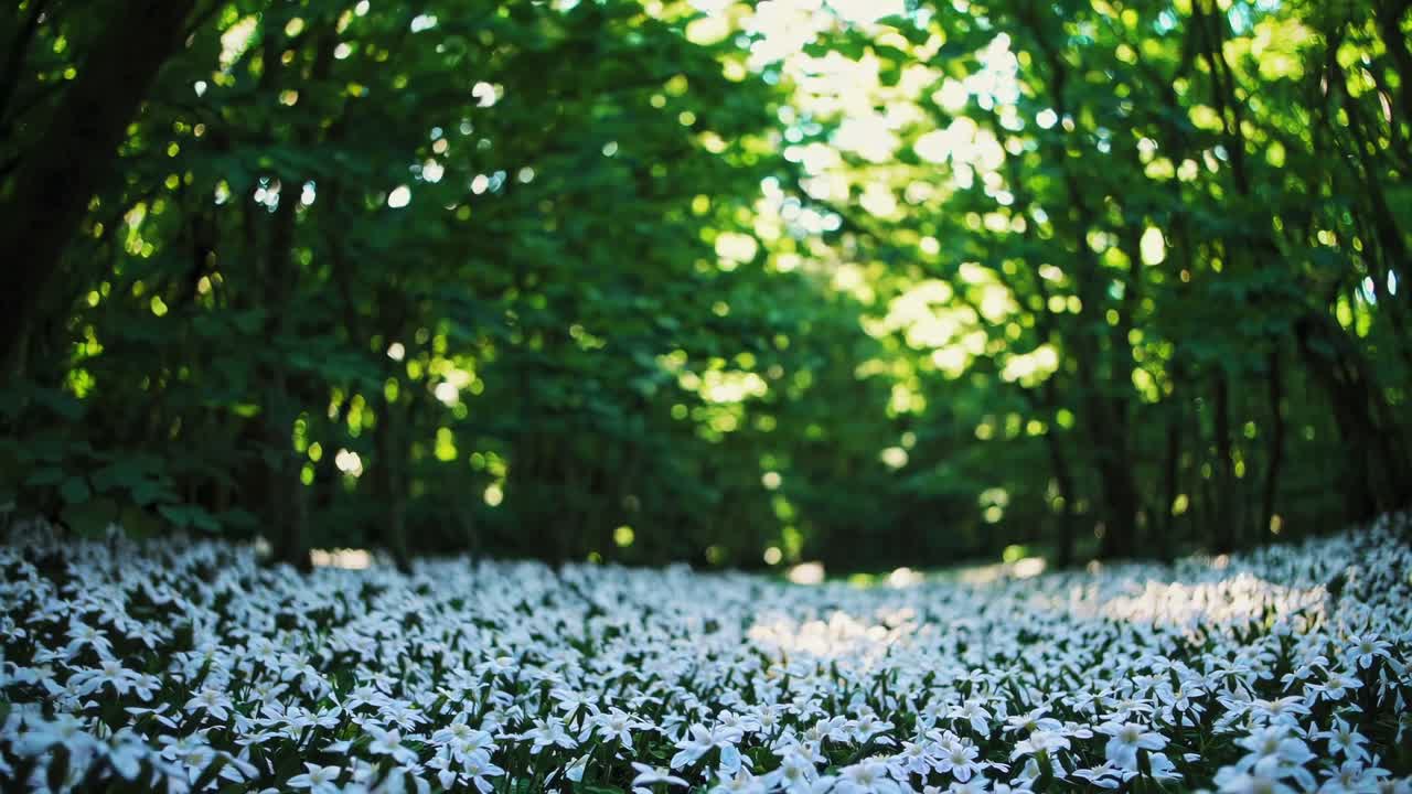 A serene forest scene with a low-angle view of white flowers blanketing the ground