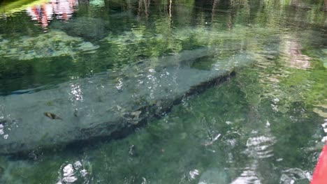 kayakando a través de un manantial cristalino con una vibrante vida acuática
