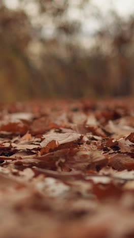 el follaje seco que cae suavemente sobre el suelo del bosque, cubriendo el suelo con hojas de otoño nítidas, ricos tonos de tierra crean un ambiente estacional, con un fondo borroso de árboles