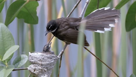 Malaysian-Pied-Fantail-Resting-On-Its-Nest-Hanging-On-Tree-Branch