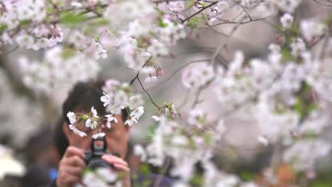 tourist, der fotos der weißen kirschblüte macht