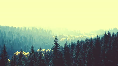 sunlight-in-spruce-forest-in-the-fog-on-the-background-of-mountains-at-sunset