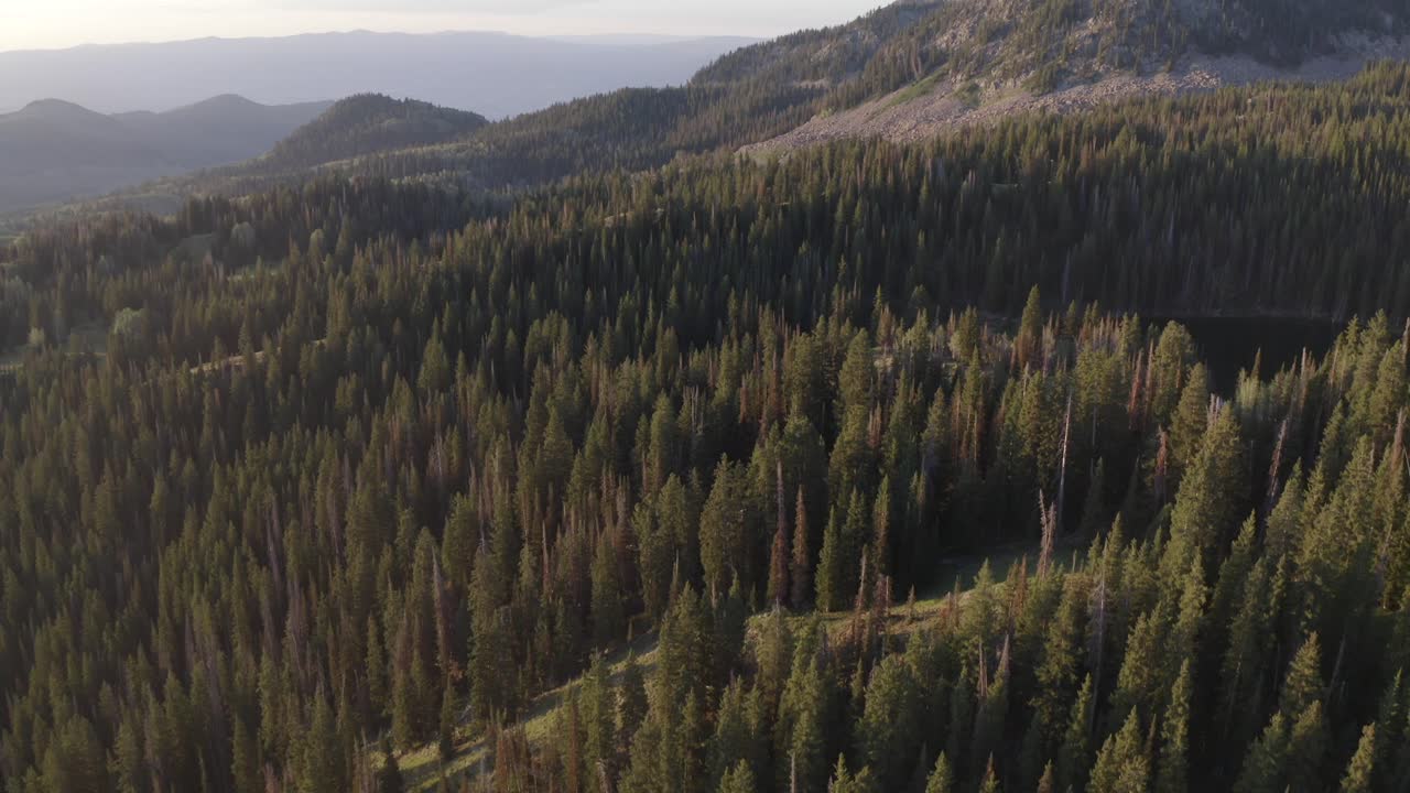 denso dosel de bosque alpino alto que revela el cielo y el lago de montaña