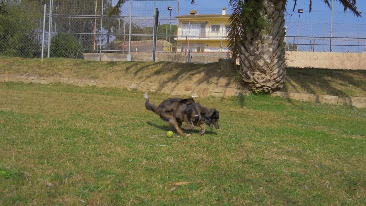 Border collie che corre al rallentatore mentre afferra una palla da tennis