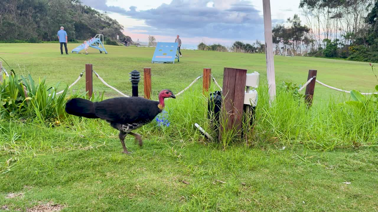 Australian brushturkey walks through grassy parkland, daylight, wide shot, steady camera, natural setting