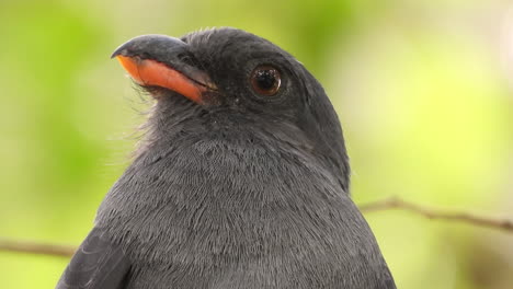 Kopf-Nahaufnahme-Eines-Schwarzschwanztrogons,-Der-Auf-Einem-Ast-Thront