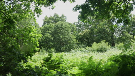 shot starting from an open area moving backwards into a forest through branches