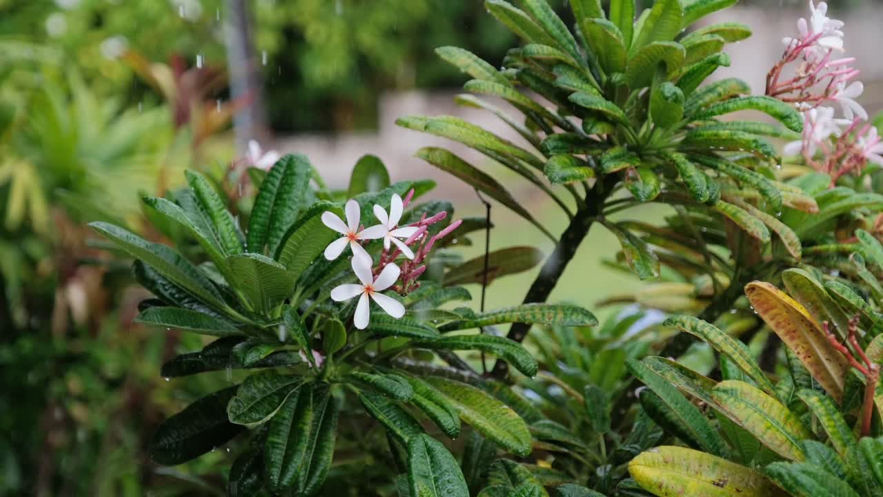 Slow-motion rain drapes over blooming plumeria as the camera gently orbits the plant, capturing lush tropical foliage and soft motion for spa, wellness, nature, and travel visuals