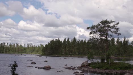 Pequeña-Isla-Con-Un-Solo-Pino-Grande-En-Un-Lago-Dentro-De-Los-Grandes-Bosques-De-Gästrikland,-Suecia-Durante-El-Día-En-Verano