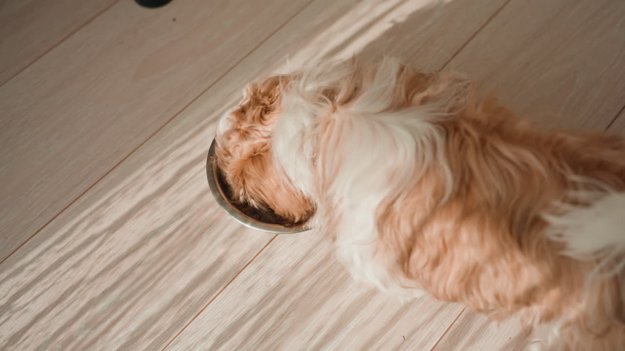 Dog Enjoying Calm Meal On Wood, Top View Of Dog Consuming Food On Wooden Floor With Peaceful Motion, An Overhead Perspective Of Dog Eating Gently On Wooden Surface Illuminated By Light Streaks