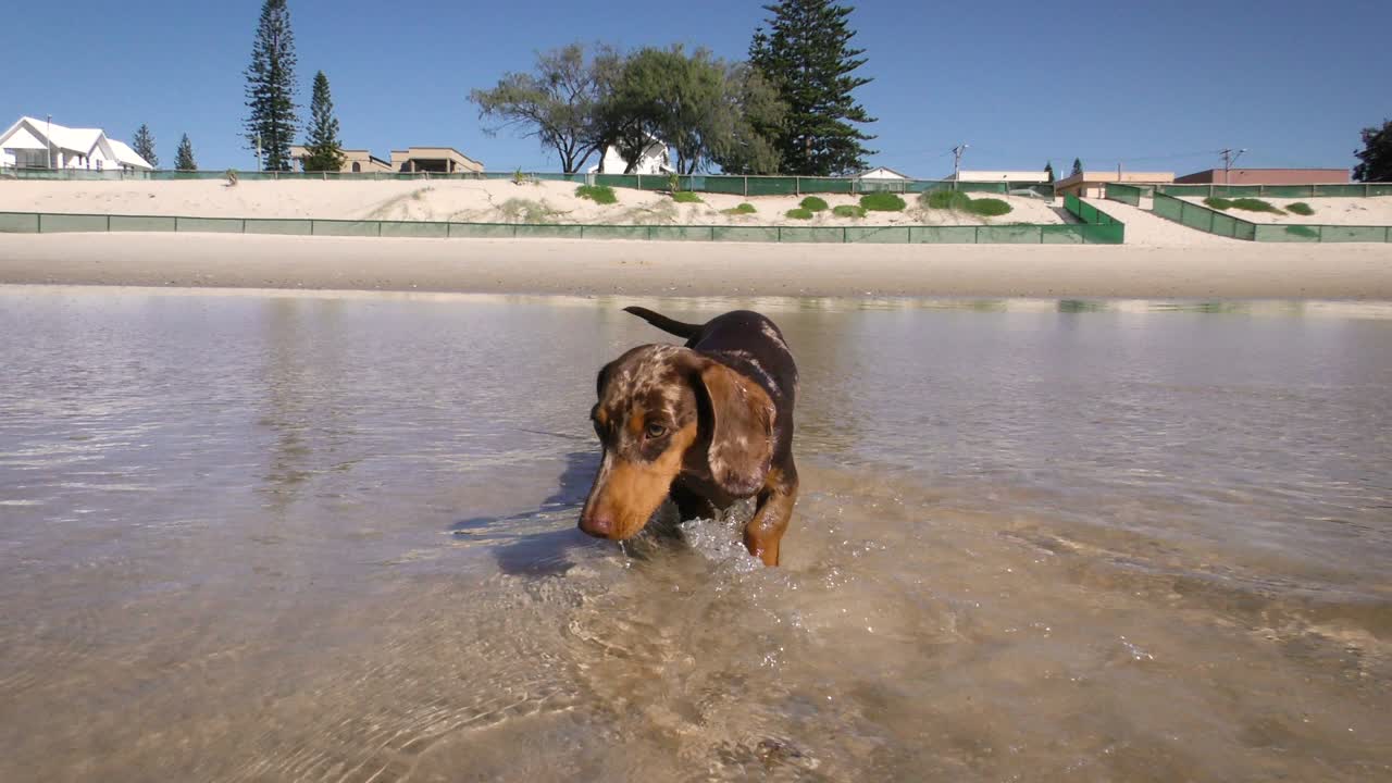 un cachorro de dachshund marrón en miniatura jugando en el océano.