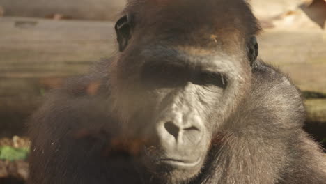 Gorilla-in-wildlife-park