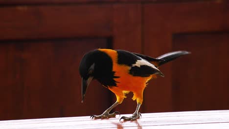 un hermoso pájaro naranja trupial buscando comida en una mesa en curacao