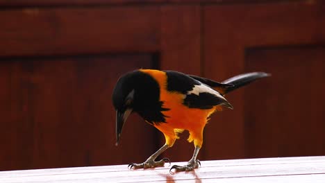 a beautiful orange trupial bird scavenging for food on a table in curacao