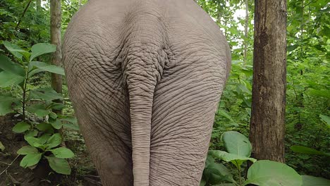 elephant's back and tail in a forest