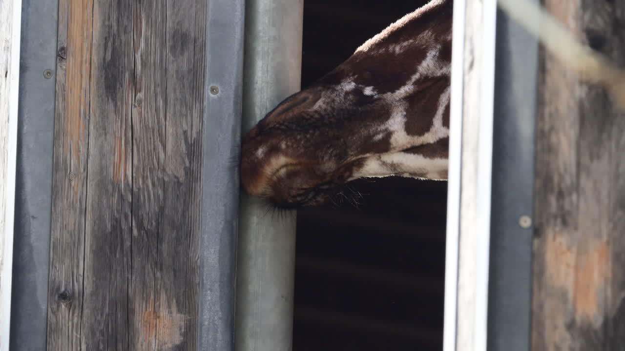 Cabeza y hocico de una jirafa asomando desde el interior de un establo de madera en un zoo, lamiendo una valla