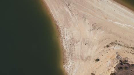 top-down aerial shot of a sandy shoreline near calm water, featuring dark dots that resemble a flock of birds along the shore