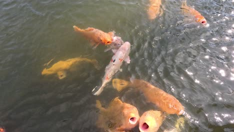 enjambre de peces koi en busca de alimento en un estanque