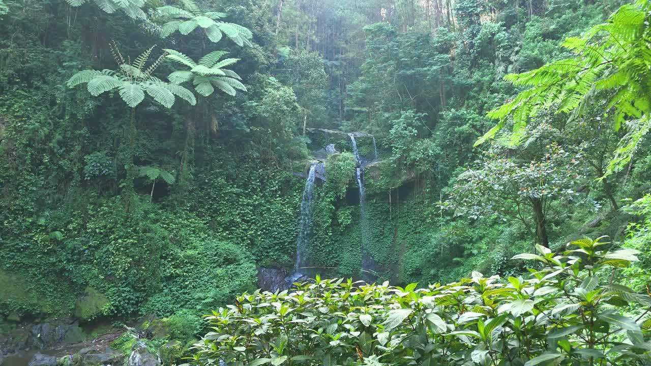 Lush Green Waterfall in a Dense Forest