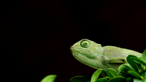 green chameleon stands out vividly against dark background, profile view