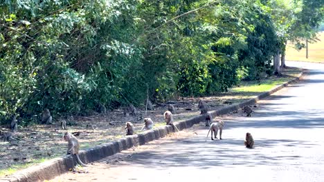 monkeys interacting on a sunlit road