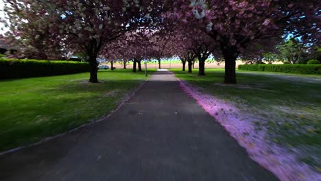 Running through white and pink cherry blossoms