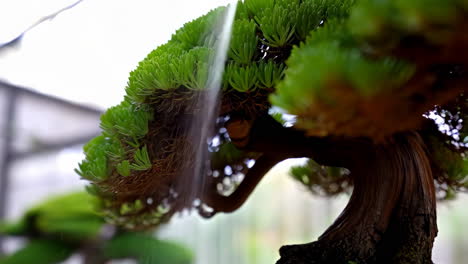 close-up of a bonsai tree being watered