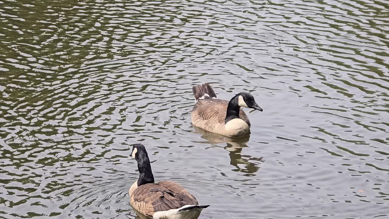 Momento sereno di un'oca egiziana che nuota su un lago limpido