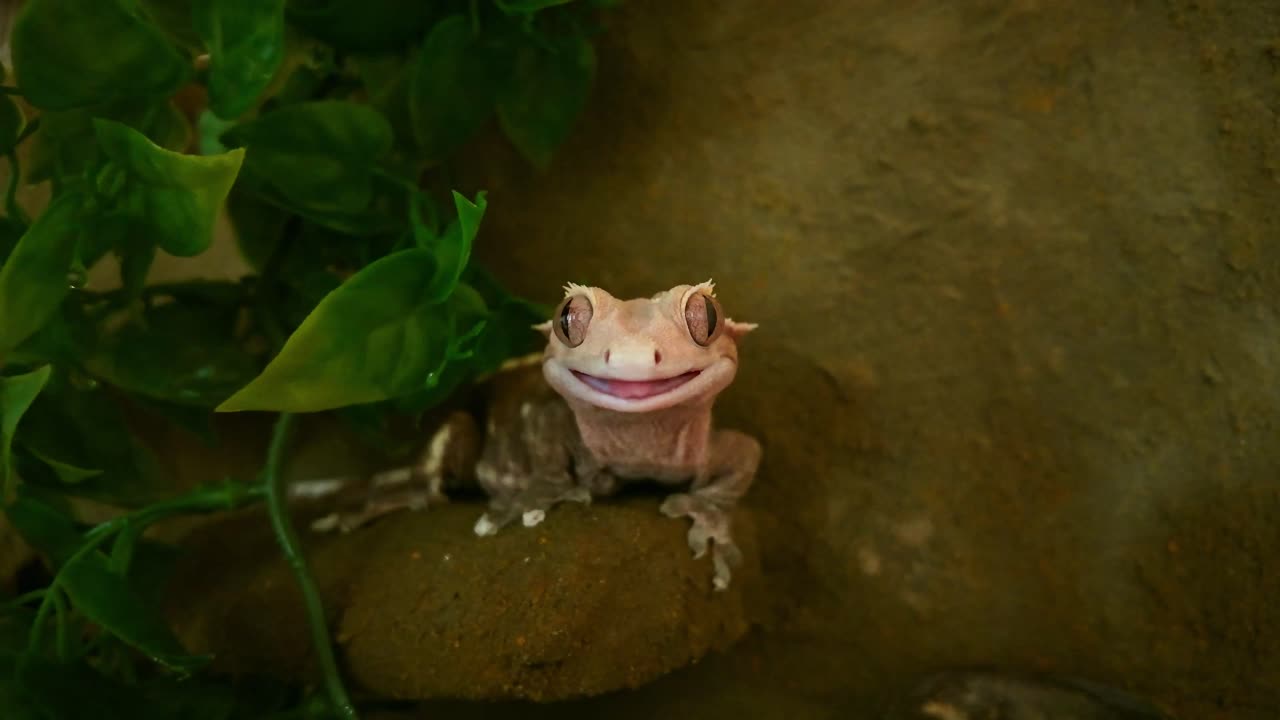 Harlequin crested gecko sits near green vine, looks at camera and licks with tongue. Charming close-up in terrarium highlights exotic pet behavior and reptile beauty