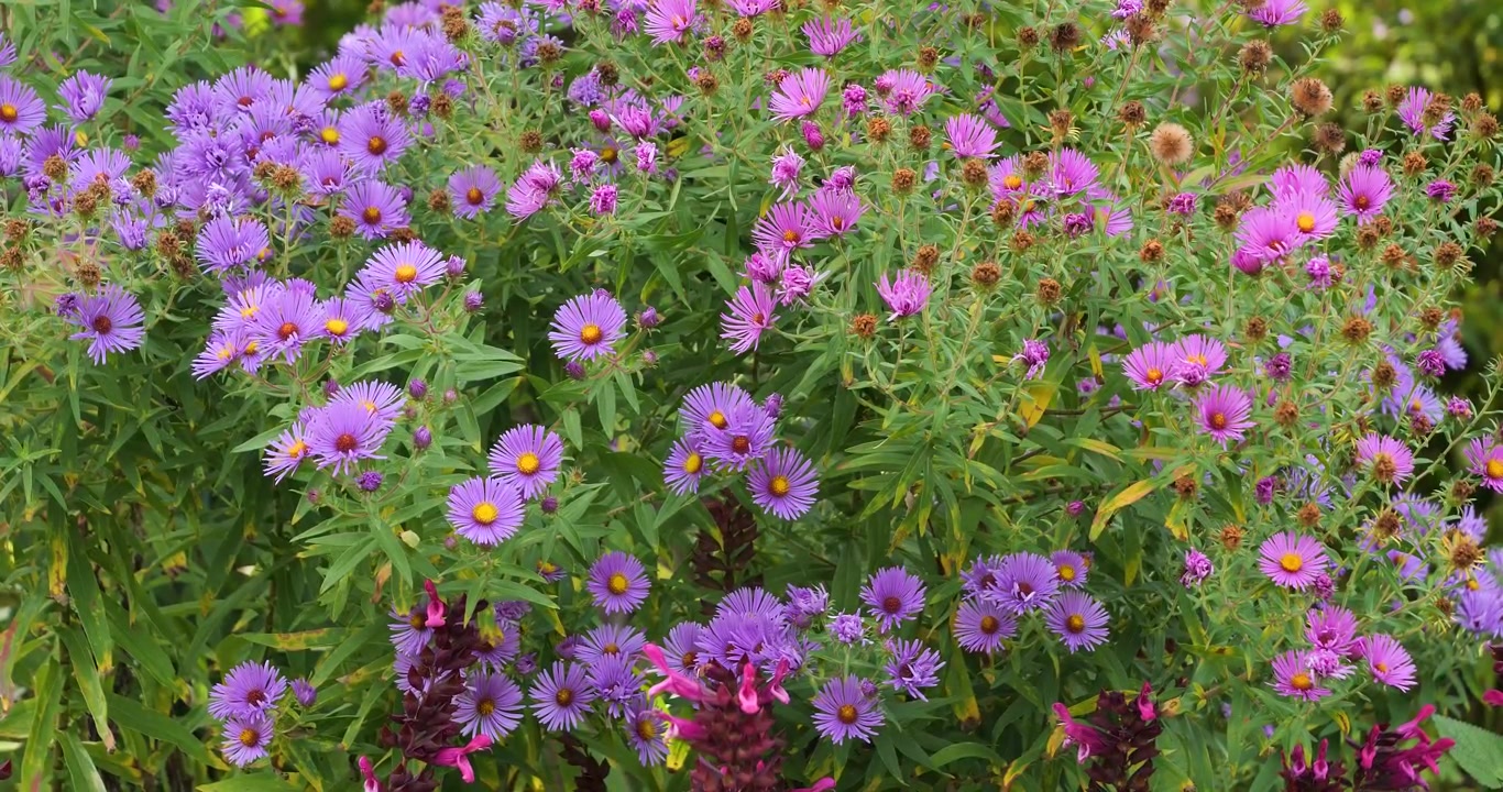 Aster New England (Symphyotrichum novae-angliae) di Butchart Gardens Victoria, British Columbia, Kanada.