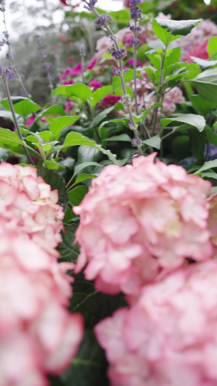 Blooming vibrant flowers in Singapore gardens, vertical view