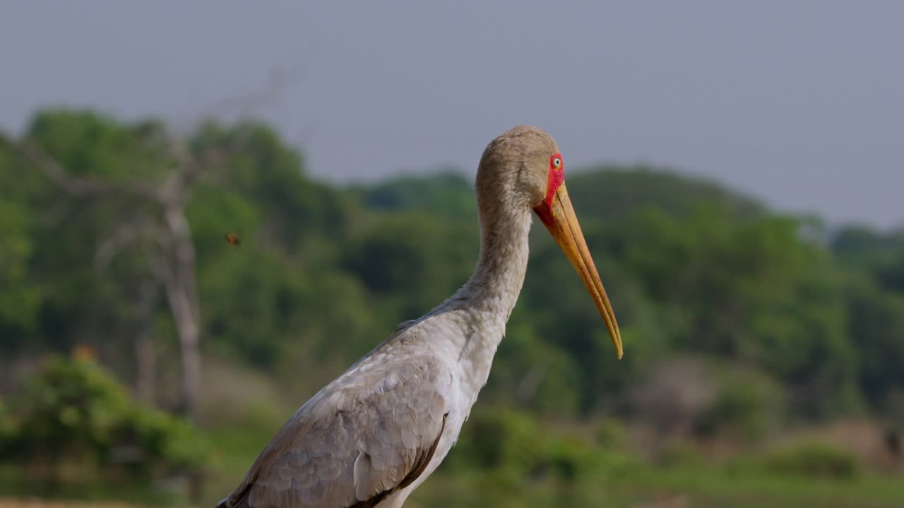A yellow-billed stork (Mycteria ibis) stands still near the Nile riverbanks in Uganda's Murchison Falls Park, surrounded by green landscape and soft morning light, captured in real time.