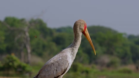 a yellow-billed stork (mycteria ibis) stands still near the nile riverbanks in uganda's murchison falls park, surrounded by green landscape and soft morning light, captured in real time.