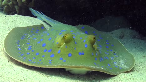 blue spotted ribbontail ray close up on sandy ocean floor